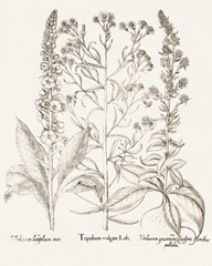 Sepia Besler Botanicals IX