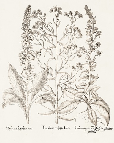 Sepia Besler Botanicals IX