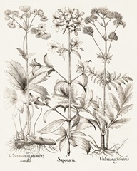 Sepia Besler Botanicals VII