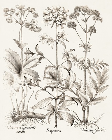 Sepia Besler Botanicals VII