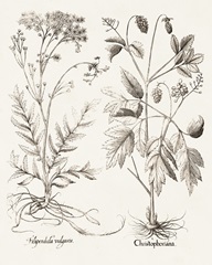 Sepia Besler Botanicals VIII