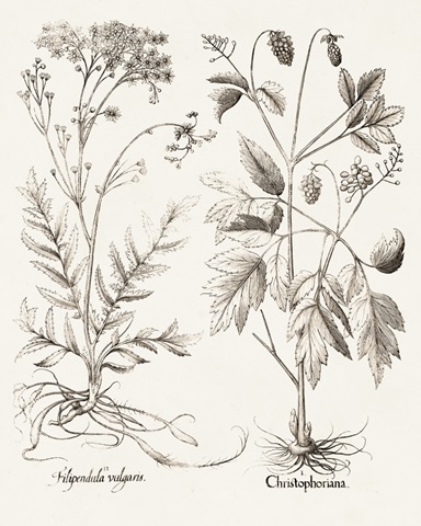 Sepia Besler Botanicals VIII