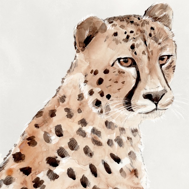 Saharan Cheetah II