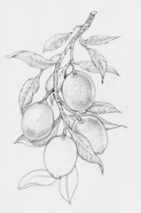 Fruit-Bearing Branch I