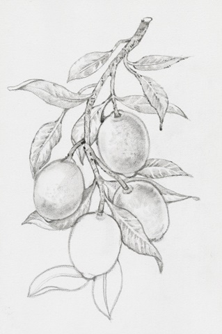 Fruit-Bearing Branch I