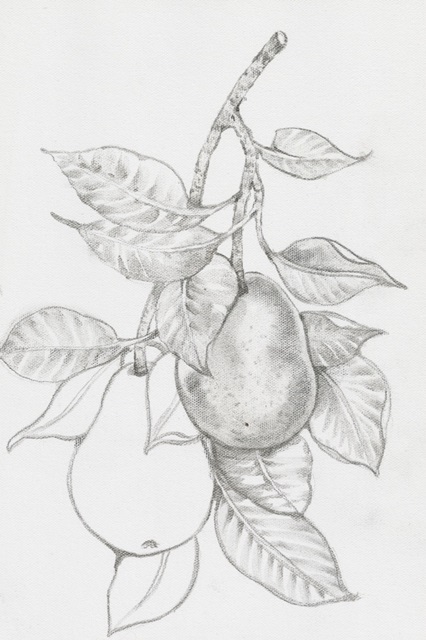 Fruit-Bearing Branch III