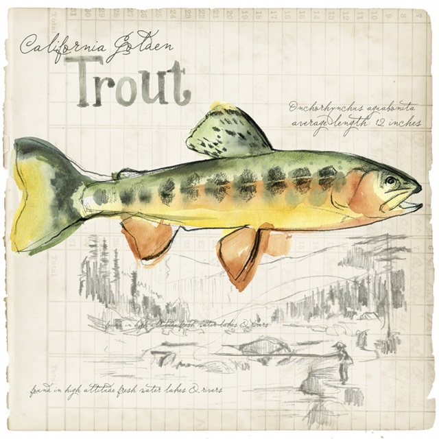 Trout Journal IV