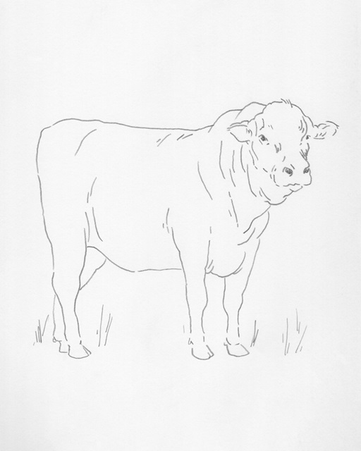 Limousin Cattle I