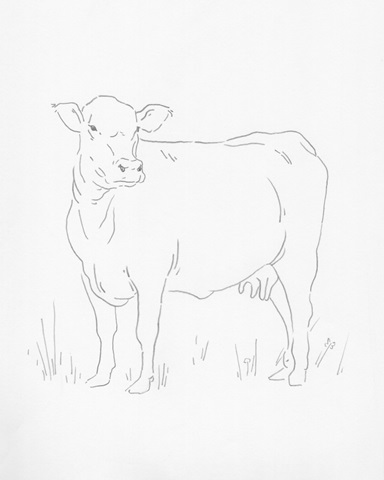 Limousin Cattle II