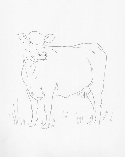 Limousin Cattle II