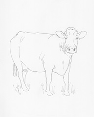 Limousin Cattle III