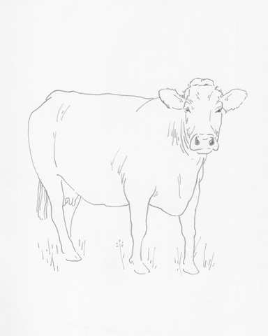 Limousin Cattle III