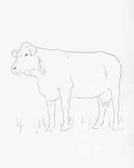 Limousin Cattle IV