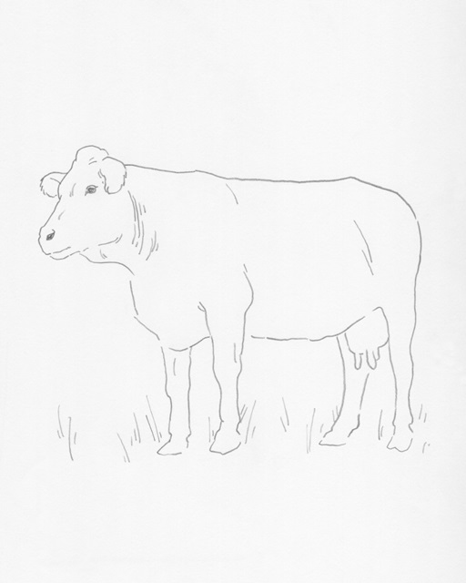 Limousin Cattle IV