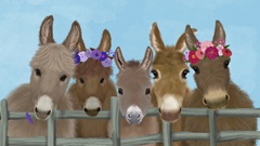 Donkey Herd at Fence 2