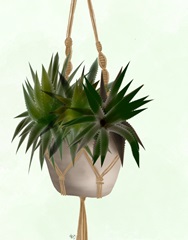 Hanging Basket Succulents 2
