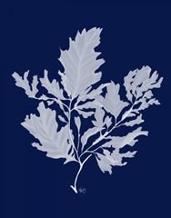 Kelp 1 White on Navy Blue