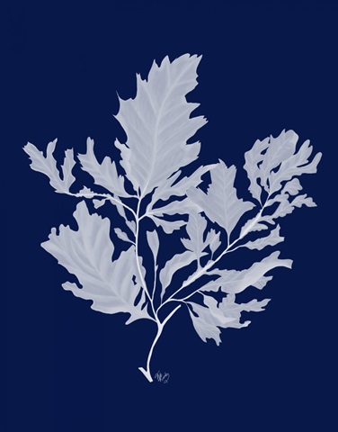 Kelp 1 White on Navy Blue