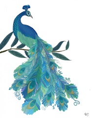 Peacock with Doodle Tail on White