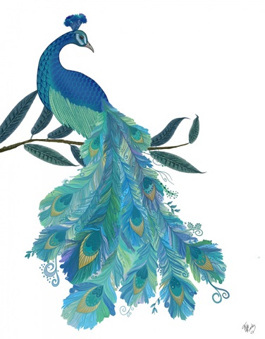 Peacock with Doodle Tail on White