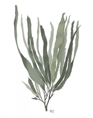 Seaweed 2 Blue Large