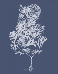 Seaweed 2 White on Indigo Blue