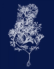 Seaweed 2 White on Navy Blue