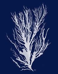 Seaweed 3 White on Navy Blue