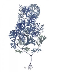 Seaweed 4 Blue