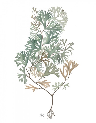 Seaweed 4 Blue Large