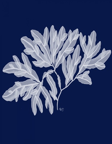 Seaweed 4 White on Navy Blue