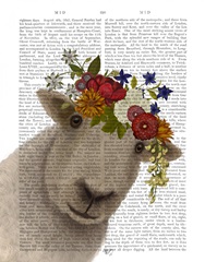Sheep Bohemian 2