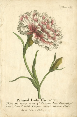Non-Embellished Vintage Carnation