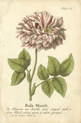 Non-Embellished Vintage Rose