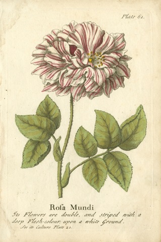 Non-Embellished Vintage Rose