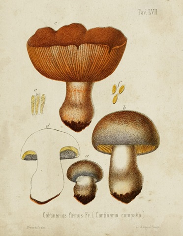 Mushroom Varieties I