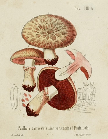 Mushroom Varieties II