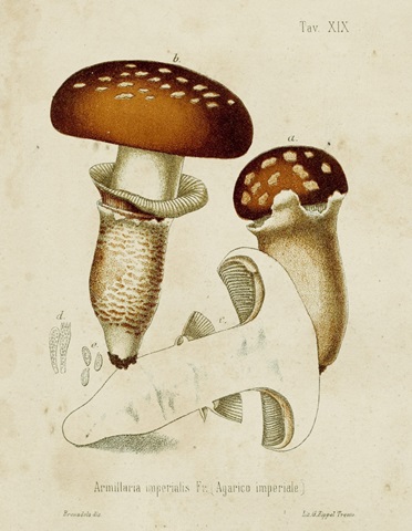Mushroom Varieties III