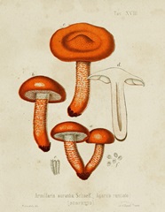 Mushroom Varieties IV