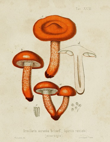Mushroom Varieties IV