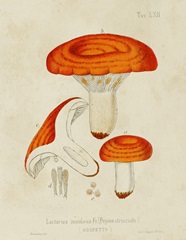 Mushroom Varieties IX