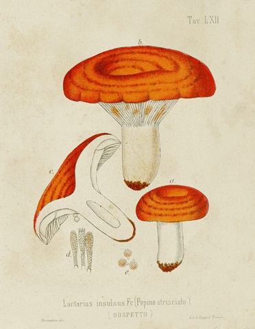 Mushroom Varieties IX
