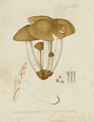 Mushroom Varieties V