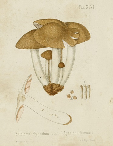 Mushroom Varieties V