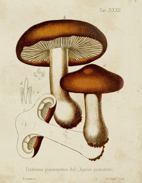 Mushroom Varieties VI