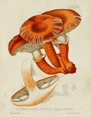Mushroom Varieties VII