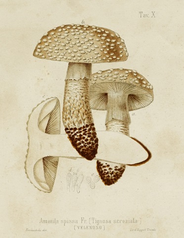 Mushroom Varieties VIII