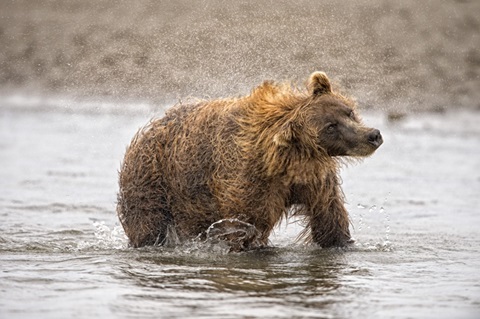 Photography Study Shake it Off