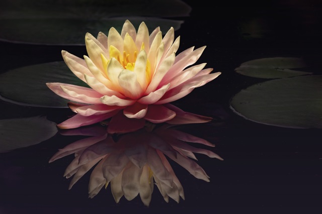 Photography Study Water Lily