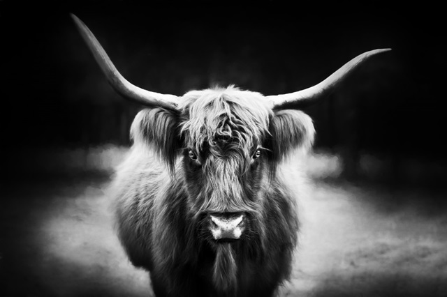 Photography Study Highland Cattle